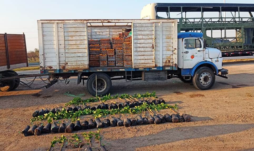 Entre Ríos: decomisaron 55 plantas por no contar con la documentación&nbsp;necesaria