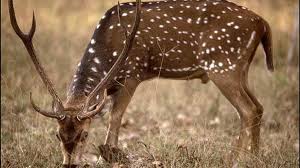 Proyecto de ley «de suma necesidad» para la caza controlada en Entre&nbsp;Ríos