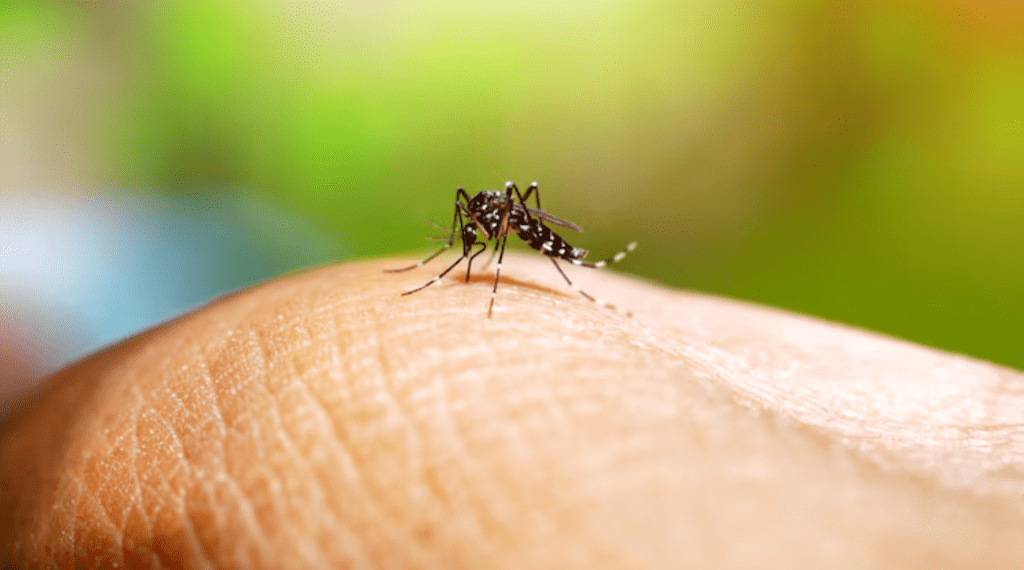 Prevención del dengue: claves para evitar la&nbsp;propagación