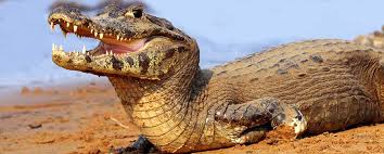 Entre Ríos: apareció un yacaré en una&nbsp;casa