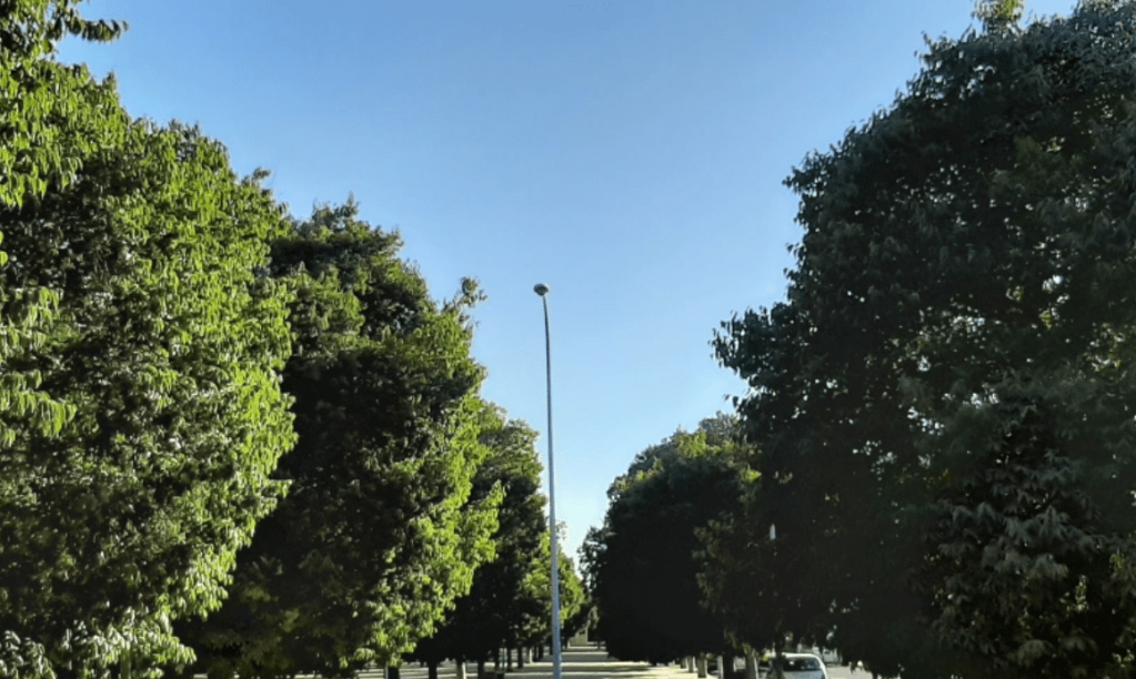 ¿Cuáles son los árboles más plantados en&nbsp;Argentina?