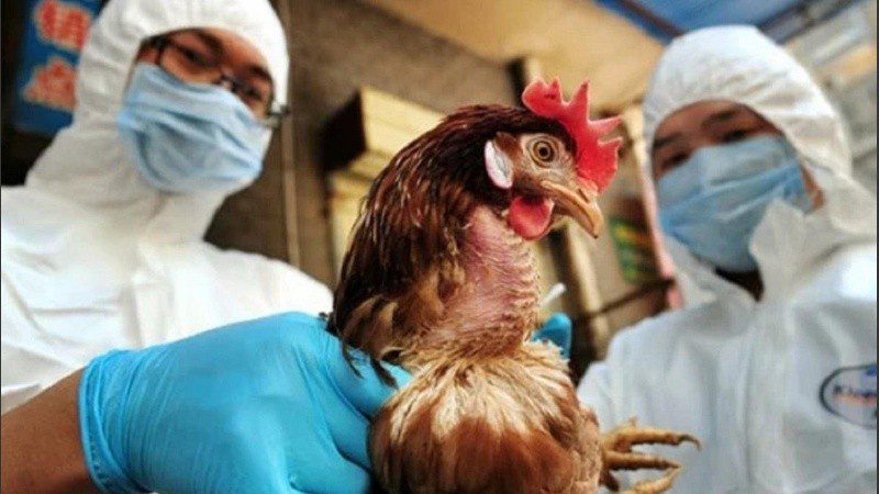 Paraguay ha emitido una alerta por gripe aviar tras confirmar un caso en la región del&nbsp;Chaco