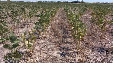 Emergencia agropecuaria extendida en Chaco y Santa Fe por la&nbsp;sequía