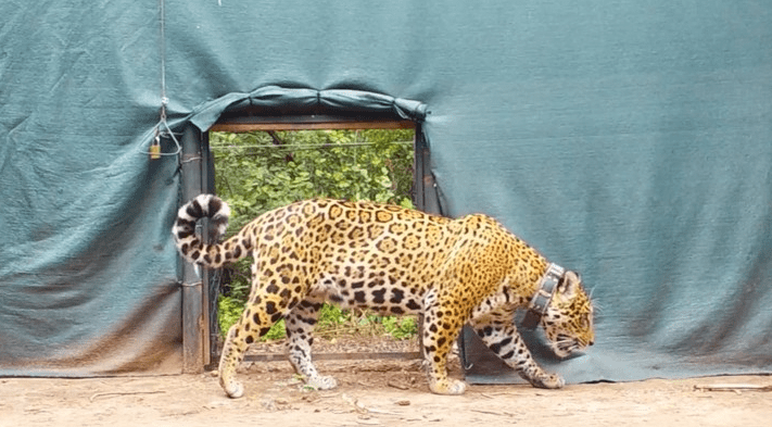 El caso Acaí implicó un daño ecológico estimado en $2.673&nbsp;millones