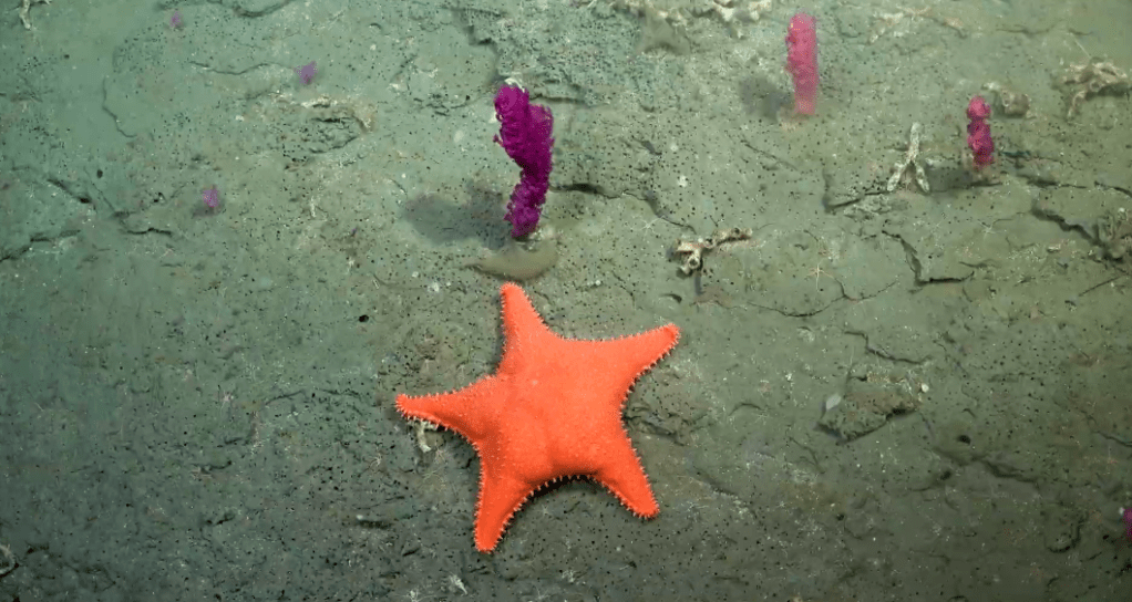Expedición científica en el Mar Argentino: ocho revelaciones del&nbsp;Conicet