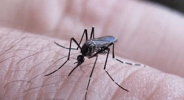 Dengue: las medidas que recomienda el Ministerio de Salud para evitar la&nbsp;transmisión