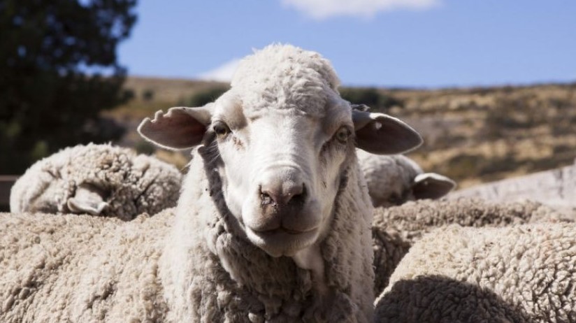 Entre Ríos vuelve a enviar carne ovina a Medio Oriente después de 19&nbsp;años