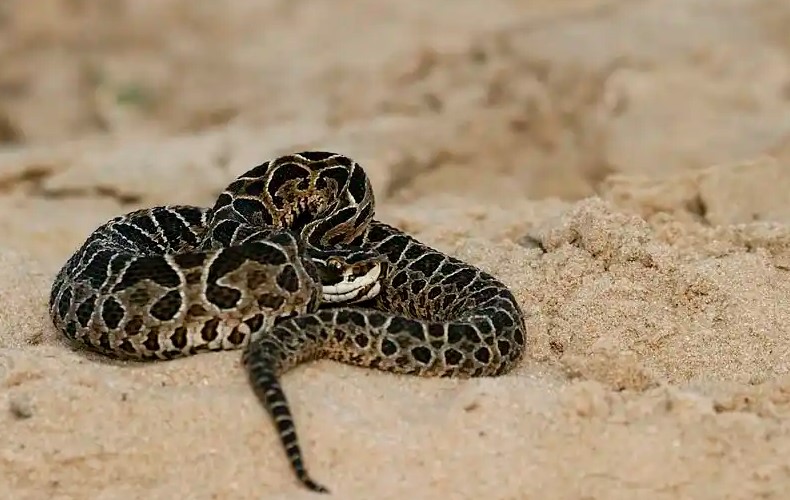 Entre Ríos en alerta por el fuerte incremento de ataques de yarará a&nbsp;personas