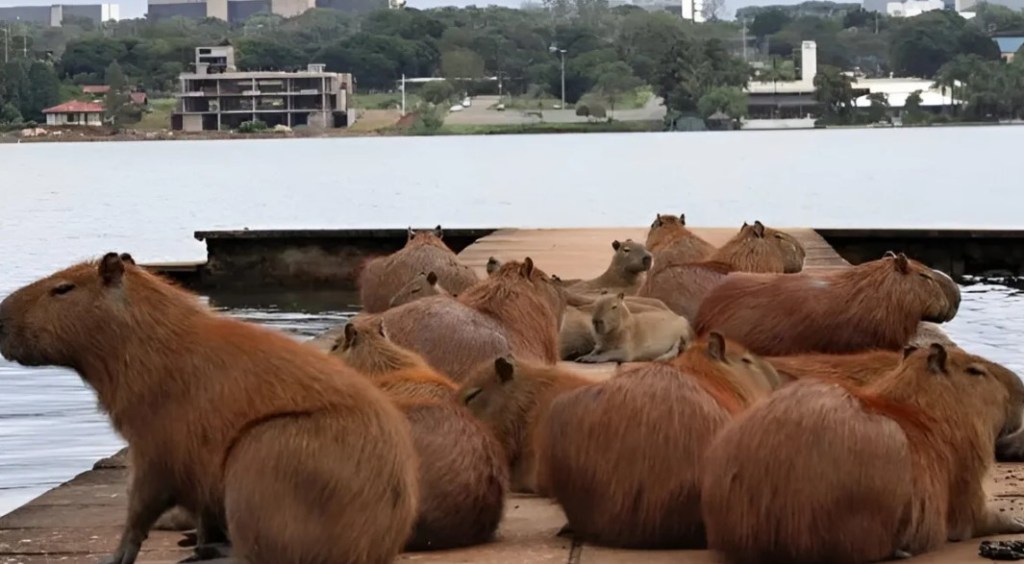 Aval judicial para que los carpinchos permanezcan en&nbsp;Nordelta