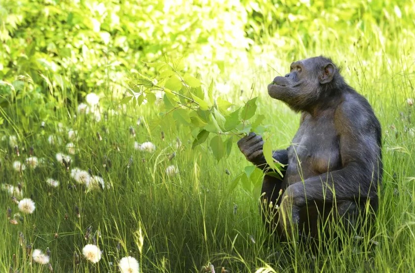 Murió Tomy, el histórico chimpancé del ex Zoológico de La&nbsp;Plata