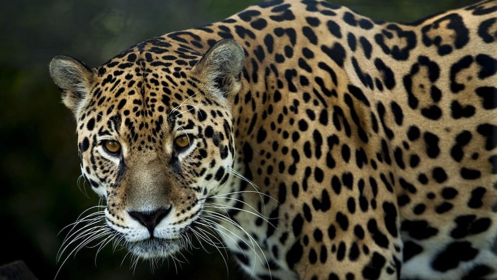 Investigan la presunta desaparición de dos crías de yaguareté luego de un operativo en&nbsp;Misiones