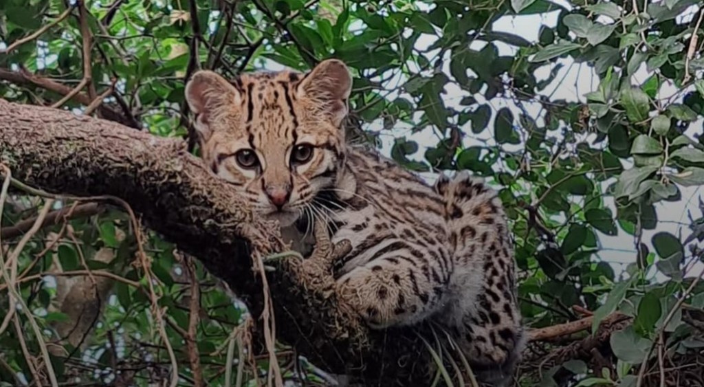 “Messi”, el felino clave en el proyecto de restauración del ocelote en&nbsp;Iberá