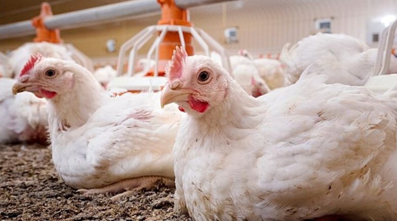 Intensifican el monitoreo sanitario tras la detección de nuevos casos de gripe&nbsp;aviar