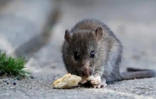 Se registró una muerte por leptospirosis en&nbsp;Córdoba