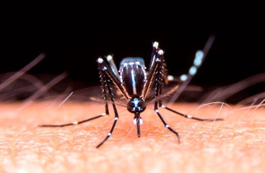 Dengue: analizan la respuesta inmune de la vacuna en mayores de 60&nbsp;años