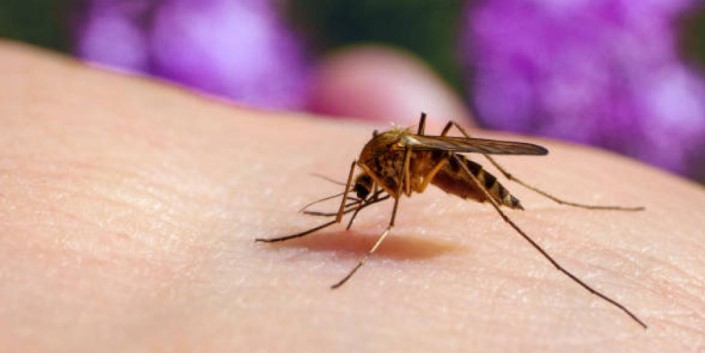 Persiste la alerta por la fiebre chikungunya, con 268 casos&nbsp;recientes