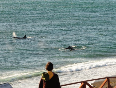 Las orcas deslumbran a los visitantes en Península&nbsp;Valdés