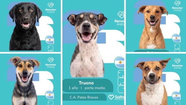La emotiva campaña mundialista de adopción de perros que causa furor en&nbsp;Salta