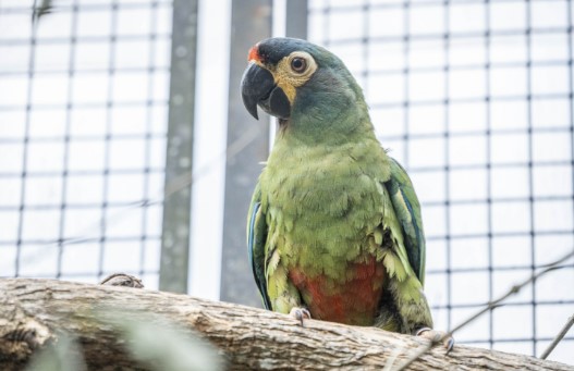 Avanza un proyecto para reintroducir una especie extinta en el&nbsp;país