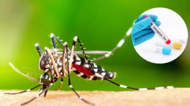 Chikungunya: reportaron 160 nuevos contagios en el&nbsp;país