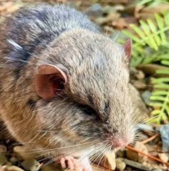 Especialistas argentinos revelan la existencia de un mamífero&nbsp;desconocido