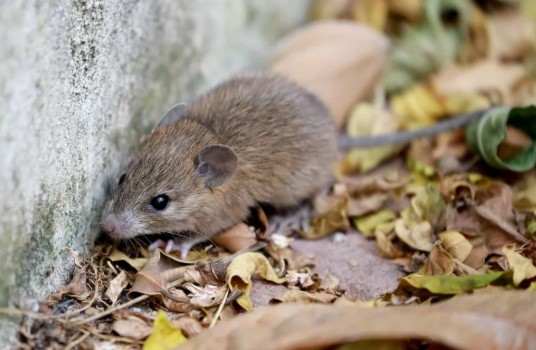 Reportan un nuevo contagio de hantavirus en Bariloche 