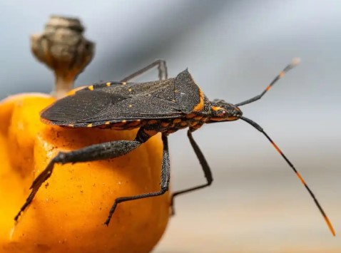 Registran 310 embarazadas con diagnóstico confirmado de Chagas 