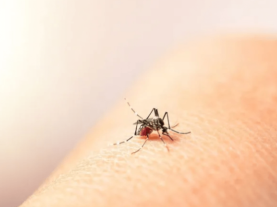 La fiebre chikungunya sumó 13 nuevos&nbsp;contagios