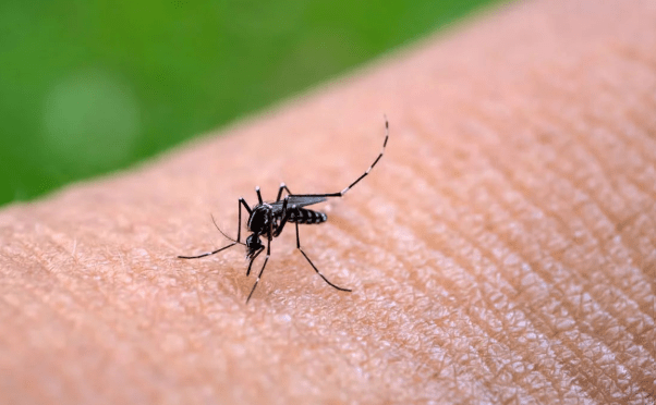 La fiebre chikungunya sumó 51 nuevos&nbsp;contagios