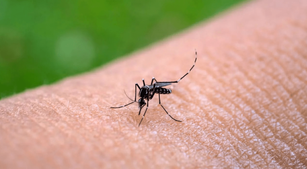Reportaron 42 nuevos casos de fiebre&nbsp;chikungunya