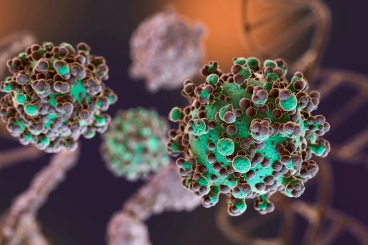 Detectaron el primer caso de hantavirus en Santa&nbsp;Fe