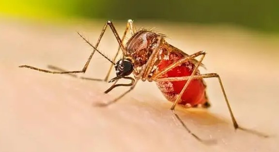 Aunque es invierno, insisten en reforzar la prevención del&nbsp;dengue
