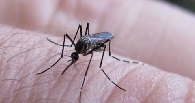 Descenso sostenido de casos de fiebre chikungunya 