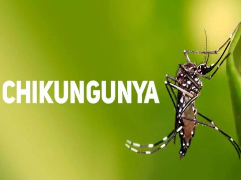 Chikungunya: confirmaron 21 nuevos&nbsp;contagios