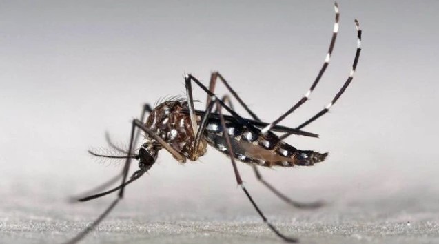 Se registró un nuevo caso positivo de&nbsp;dengue