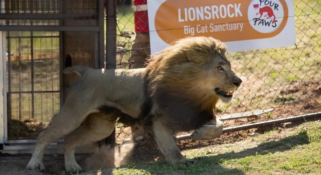 Los felinos del exzoológico de Luján ya viven en grandes&nbsp;santuarios