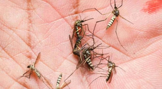 Dengue: confirmaron un nuevo caso en Buenos&nbsp;Aires